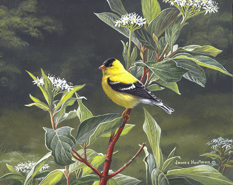 Goldfinch and Red Osier Dogwood
